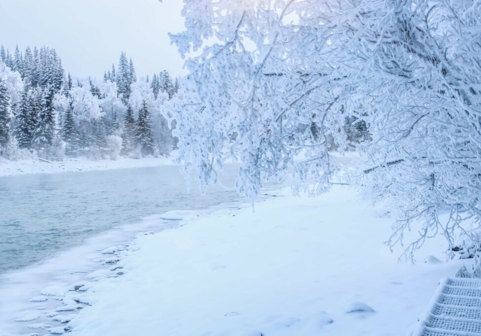 Snowy riverbank with frosted trees
